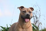 AMSTAFF  PORTRAIT 049